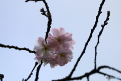 桜の花