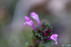 街に咲く花