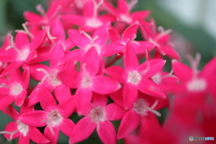 街に咲く花