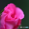 街に咲く花