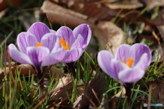 街に咲く花