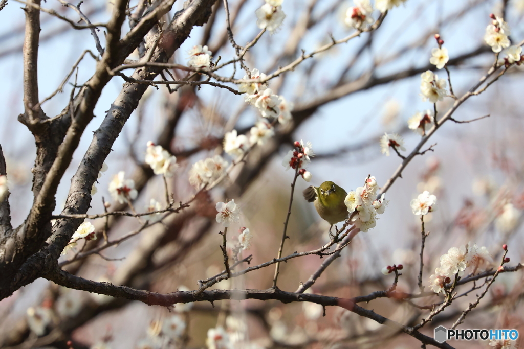 野鳥