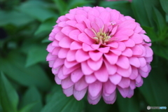 街に咲く花