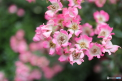 街に咲く花