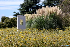 昭和記念公園