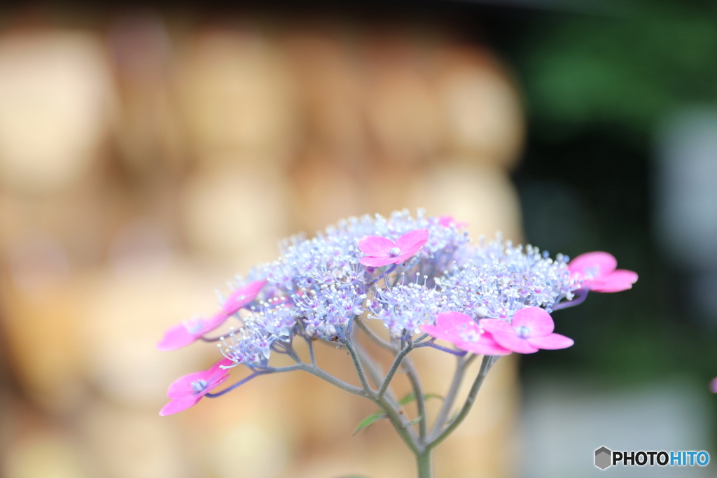 紫陽花