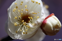 梅の花