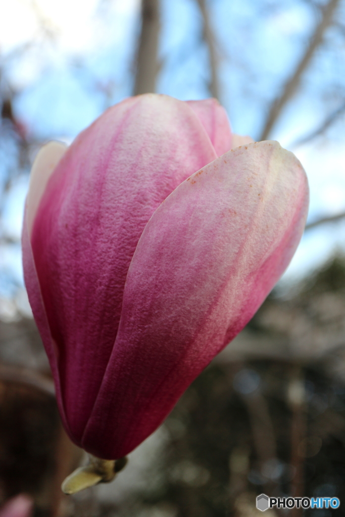街に咲く花