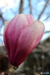 街に咲く花