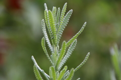 植物