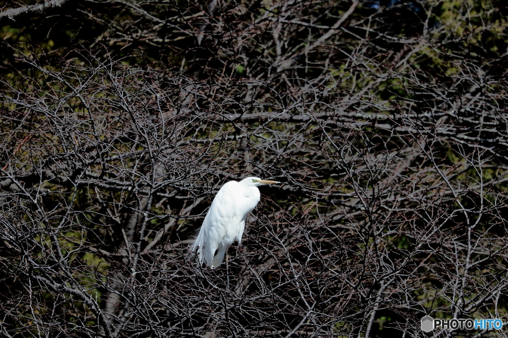 野鳥