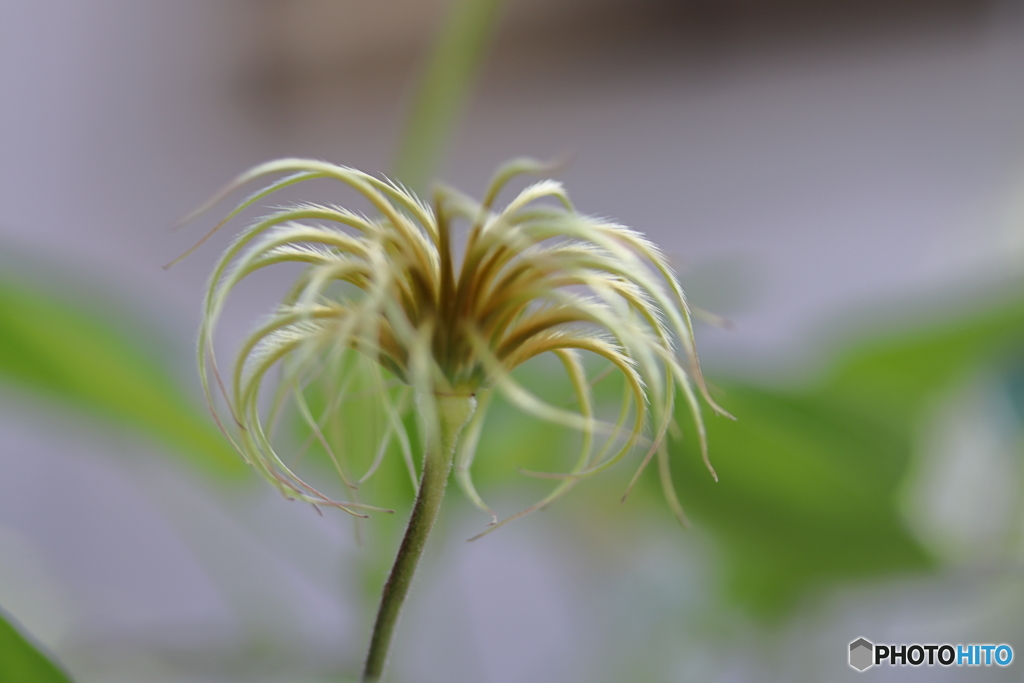 街に咲く花