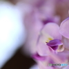街に咲く花