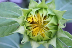 街に咲く花