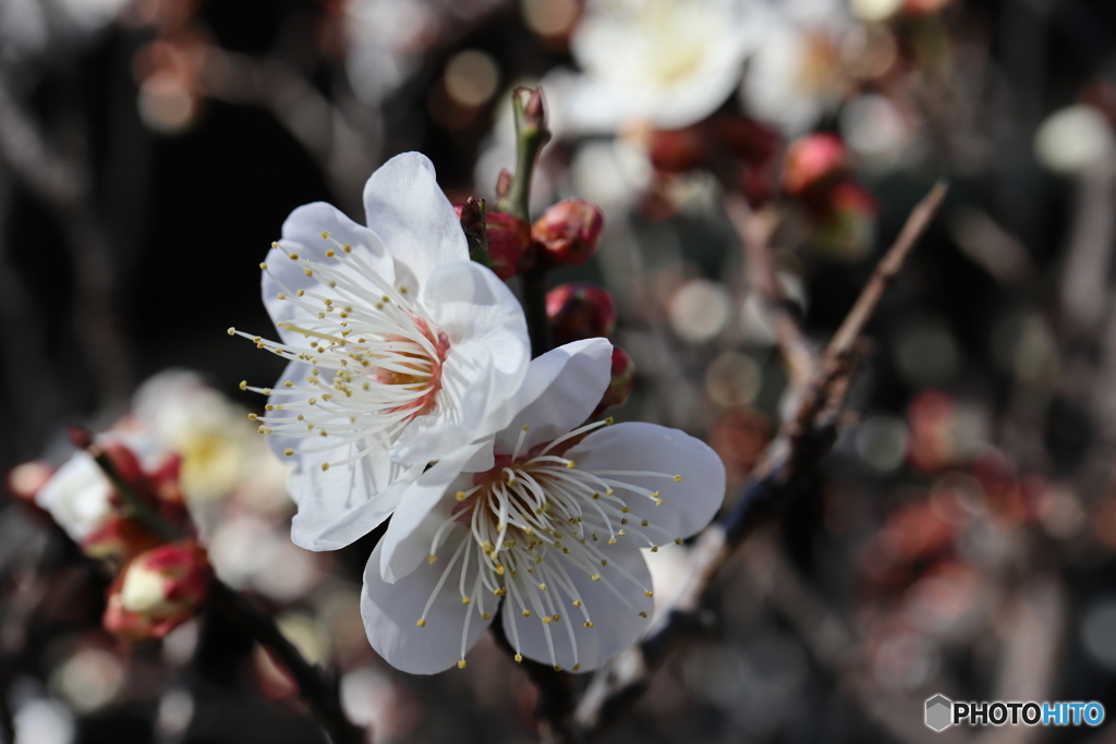 梅の花