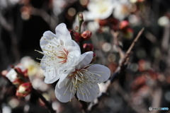 梅の花