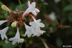 街に咲く花