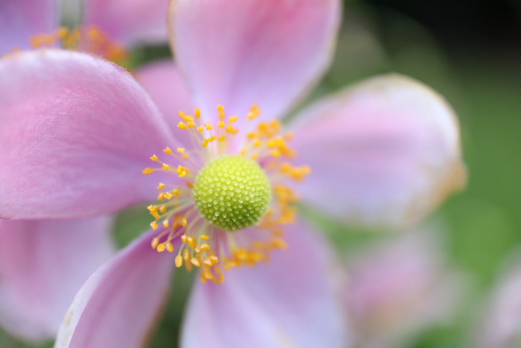菊