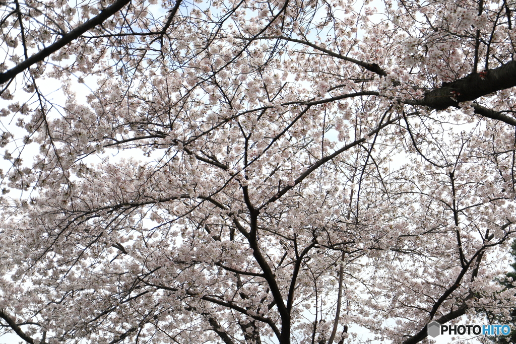 街に咲く花