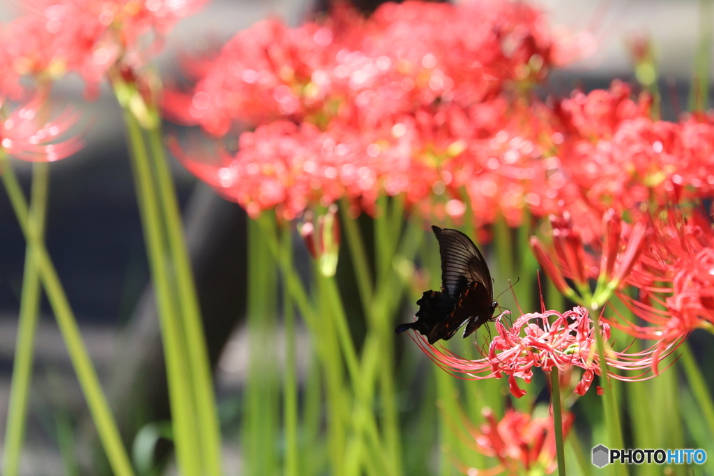 郷土の森