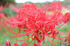 郷土の森