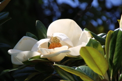 ディズニーランドの花