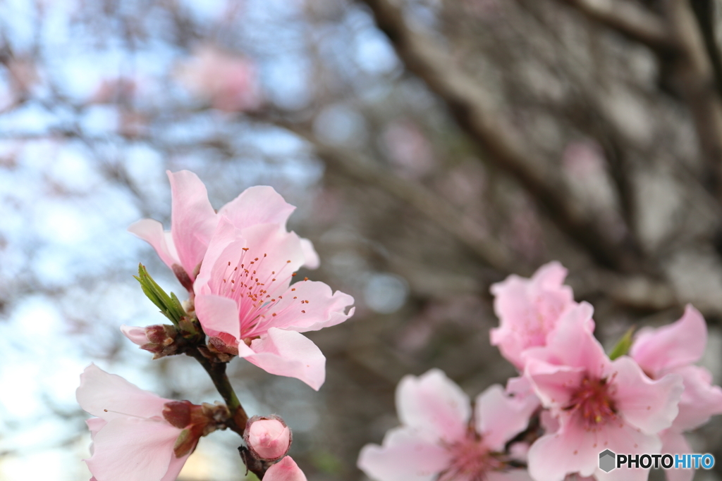 街に咲く花