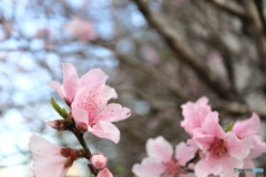 街に咲く花
