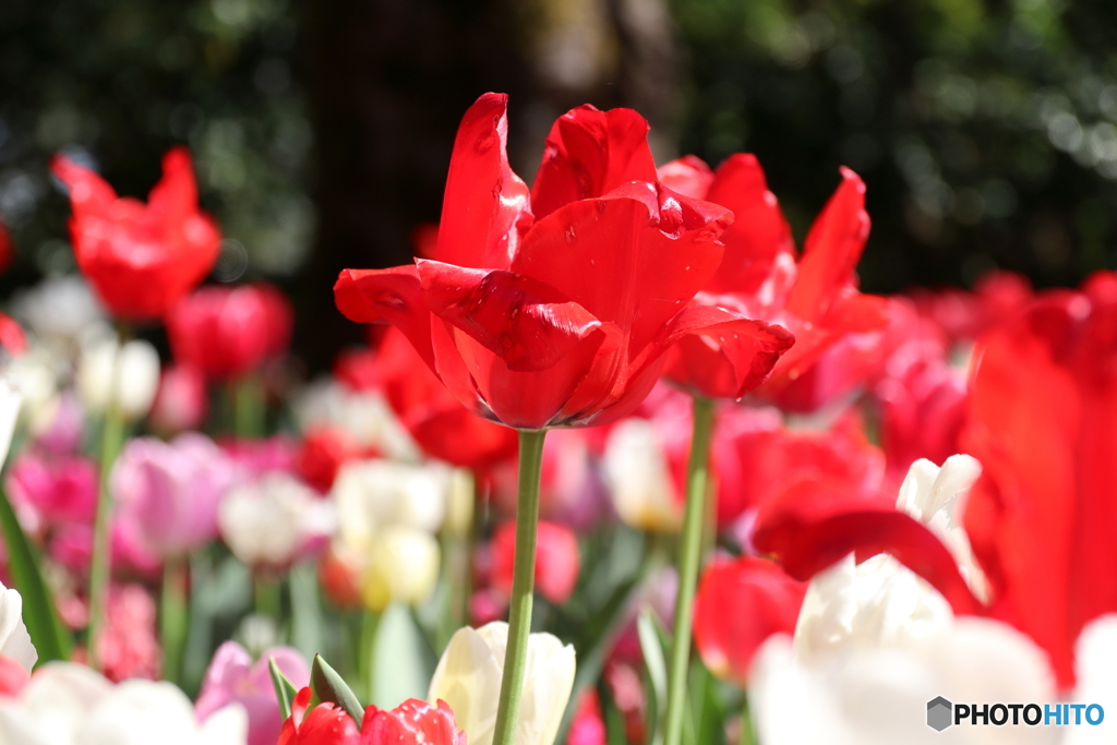 チューリップ畑