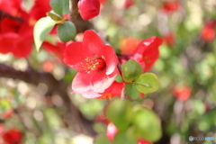 神代植物公園