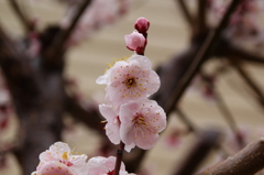 梅