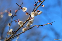梅