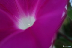 街に咲く花