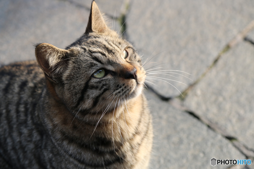 おねだり猫
