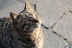 おねだり猫