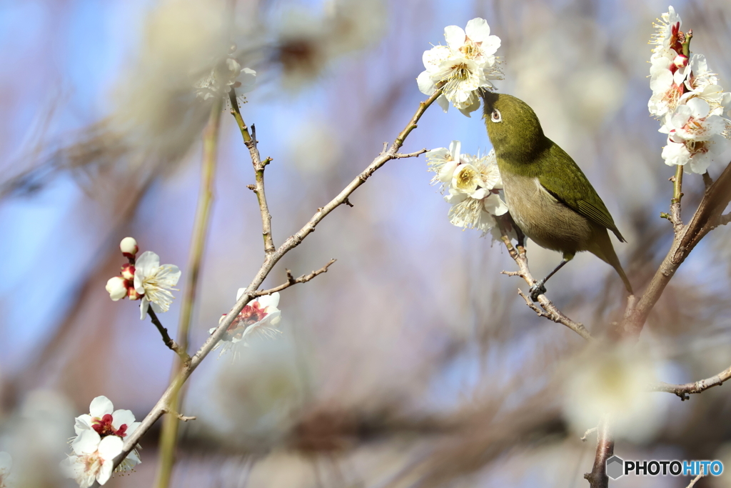 野鳥