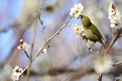 野鳥