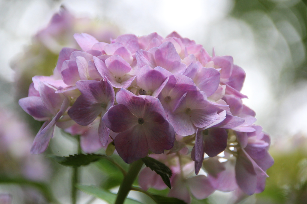 お花・あじさい