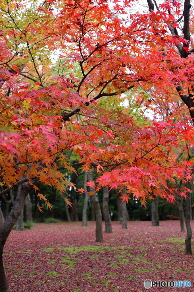 紅葉