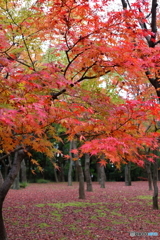 紅葉