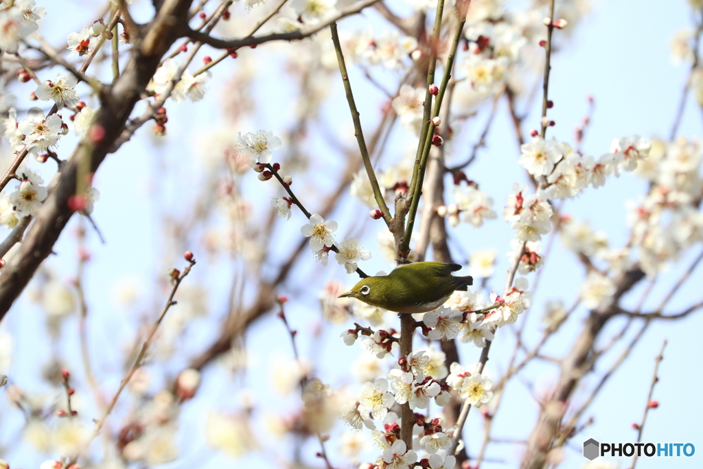 野鳥