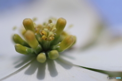 街に咲く花
