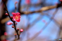 梅の花