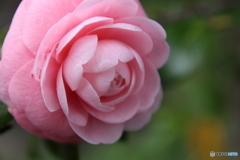 街に咲く花
