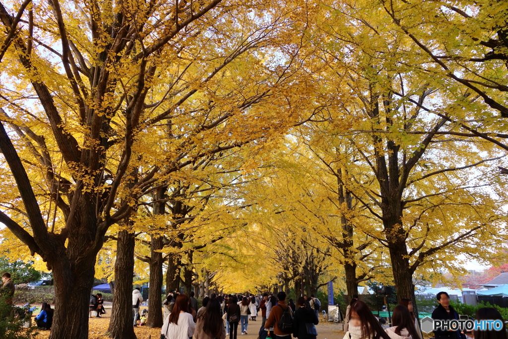 昭和記念公園