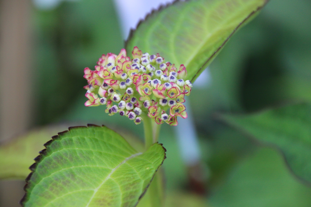 お花・あじさい