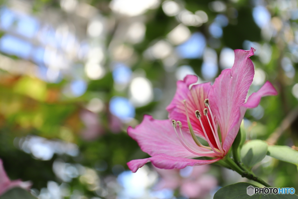 神代植物公園