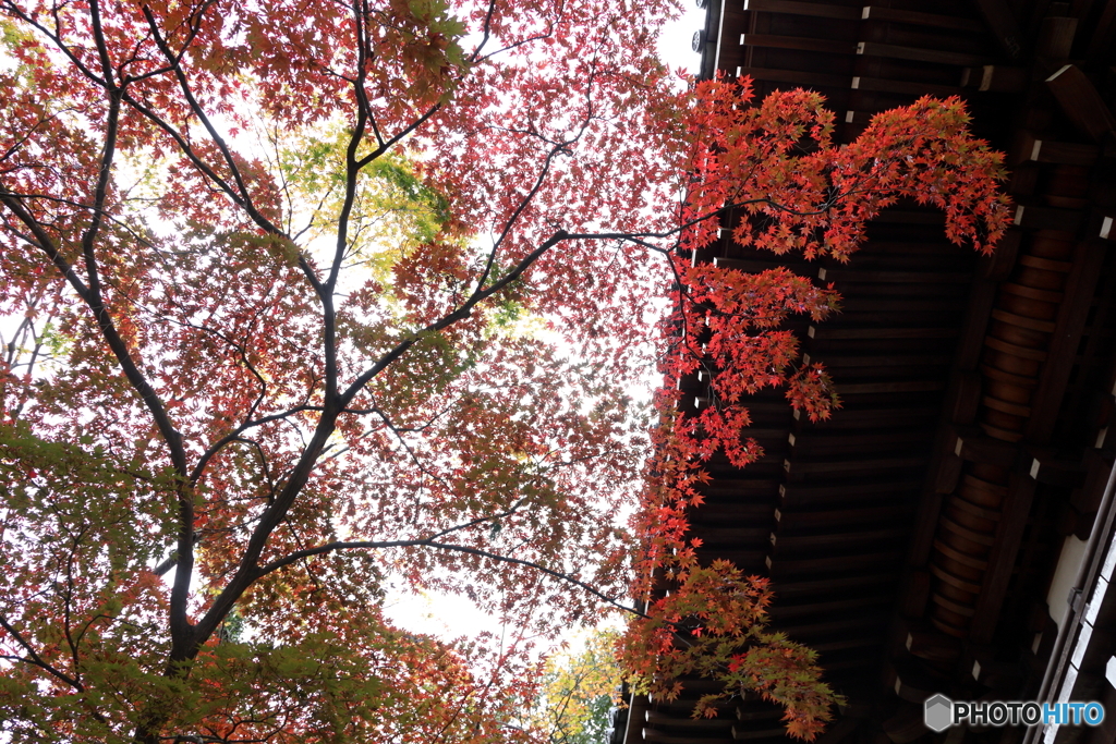 高幡不動尊