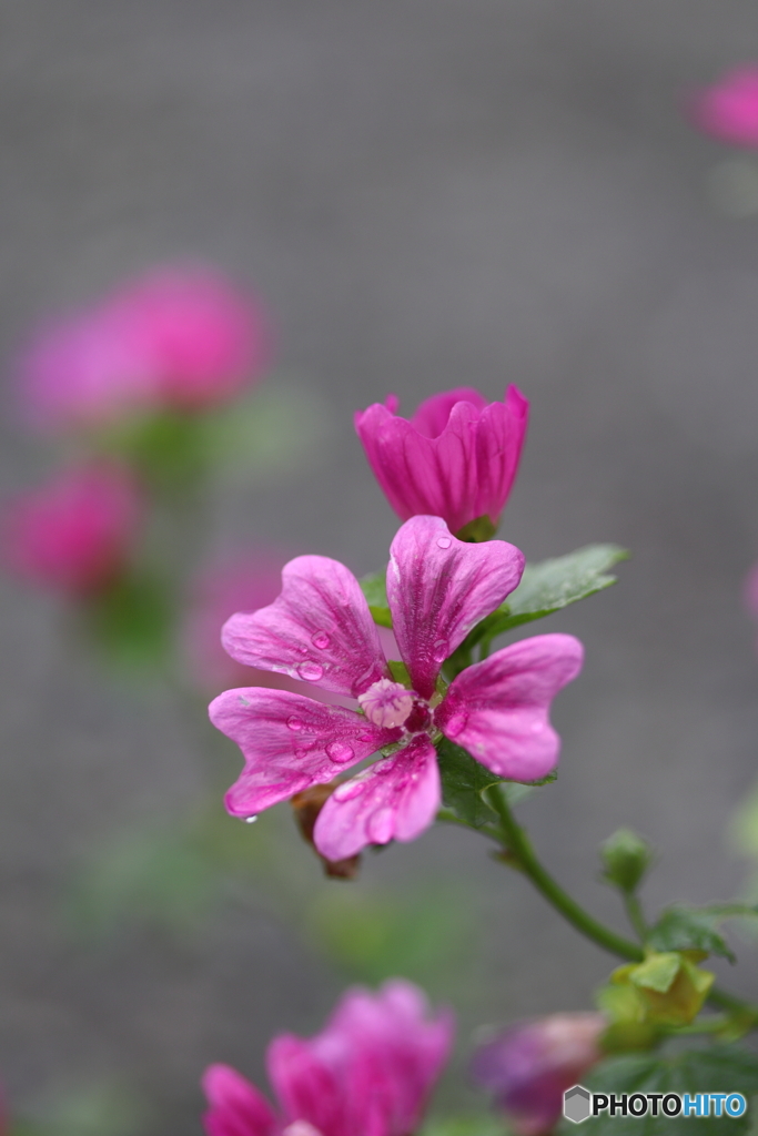 街に咲く花