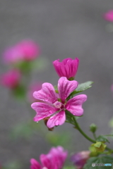 街に咲く花